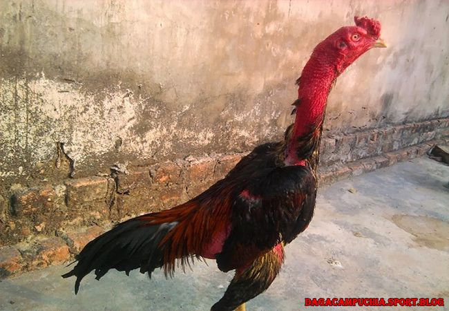 gà trước khi đá cho ăn gì, ga truoc khi da cho an gi