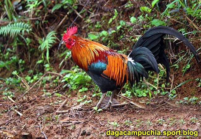 bẫy gà rừng vào tháng mấy, bay ga rung vao thang may